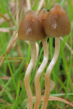 paddo’s (ook wel shroom, pshilo of magic mushroom genoemd